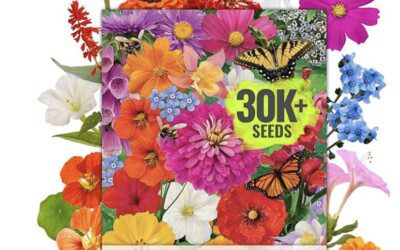 30,000 Wildflower Seeds for Butterflies and Hummingbirds – Just $5.99